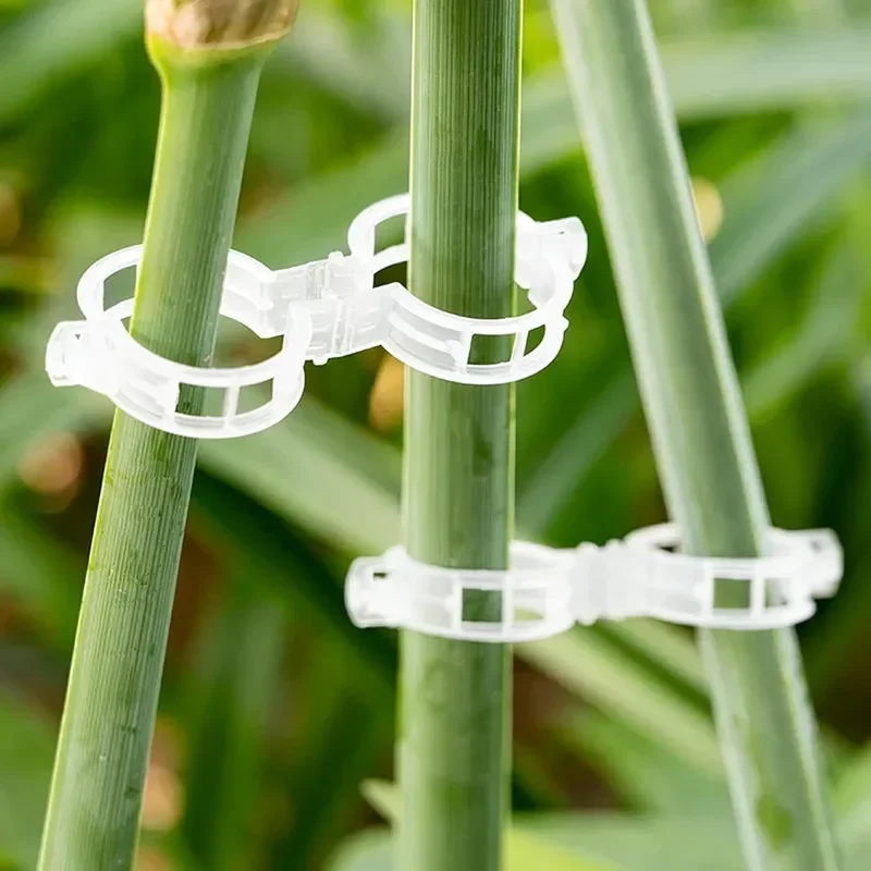 Reusable Vine Connects Fixing  - đánh giá và giá Vine Climbing Plastic
