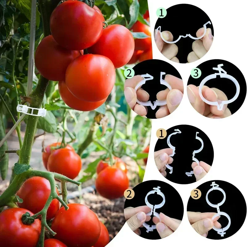 Reusable Vine Connects Fixing  - đánh giá và giá Vine Climbing Plastic